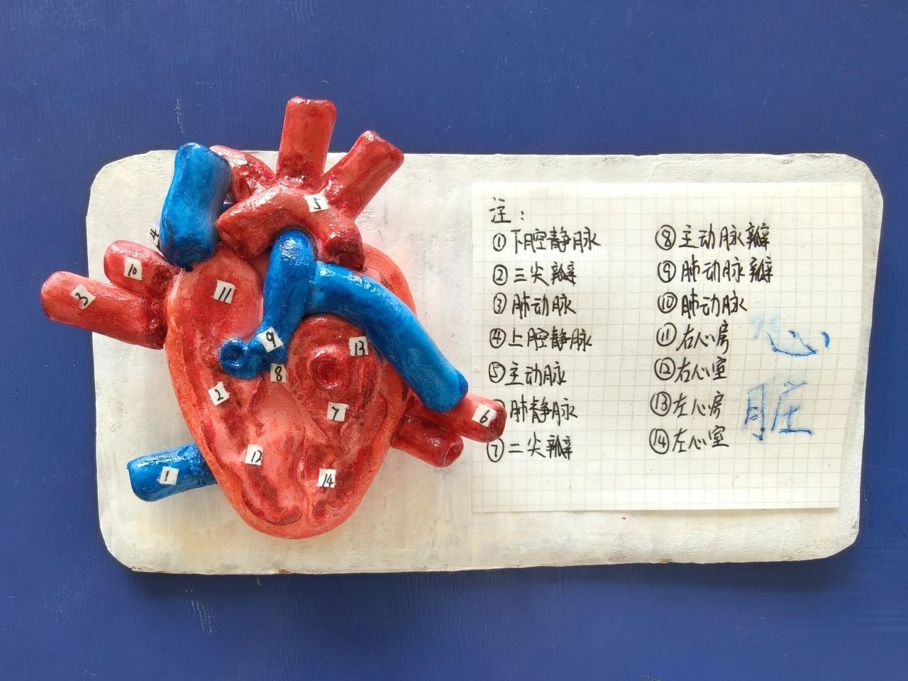 兰州东方学校（初中部）举行第四届生物模型制作大赛